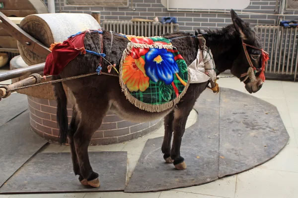 Donkey — Stock Photo, Image