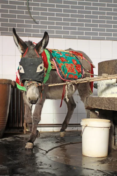 Donkey — Stock Photo, Image