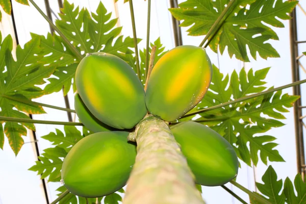 Papaya träd — Stockfoto