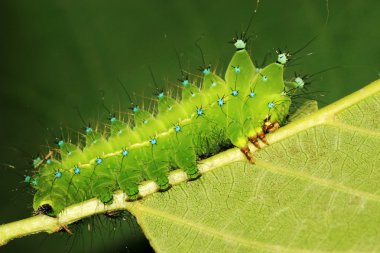 Yeşil Böcek larvası