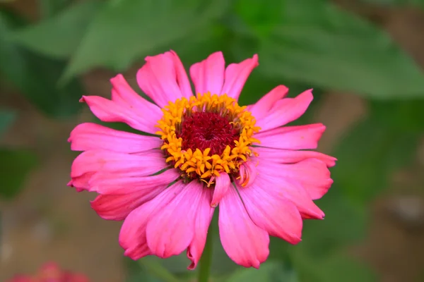 Beautiful flowers — Stock Photo, Image