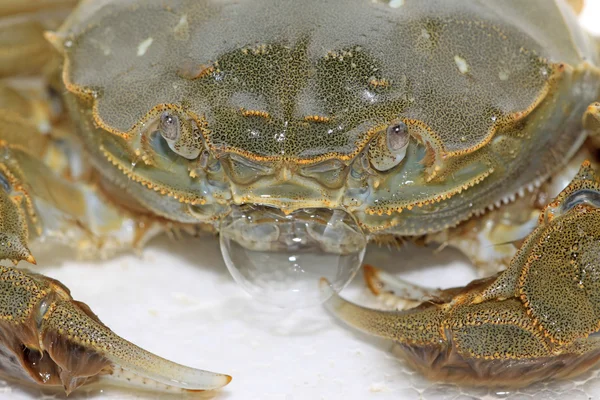 Spitting bubble of crab — Stock Photo, Image