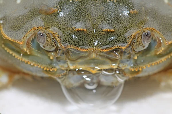 Spitting bubble of crab — Stock Photo, Image