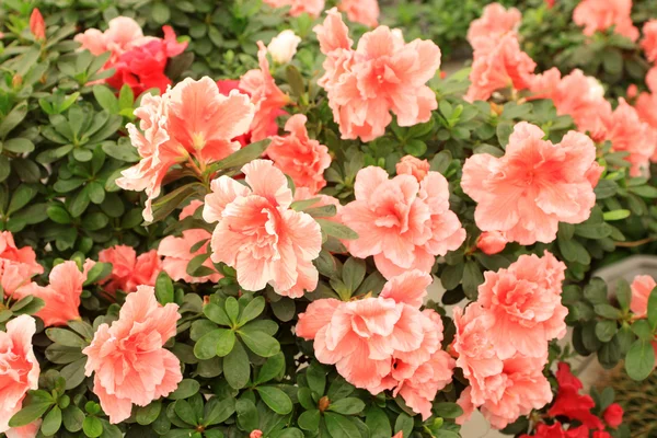 Flores de cuco — Foto de Stock