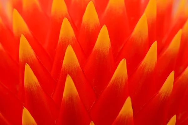 Pineapple flowers — Stock Photo, Image