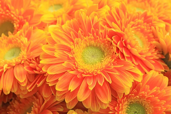 Gerbera flowers — Stock Photo, Image