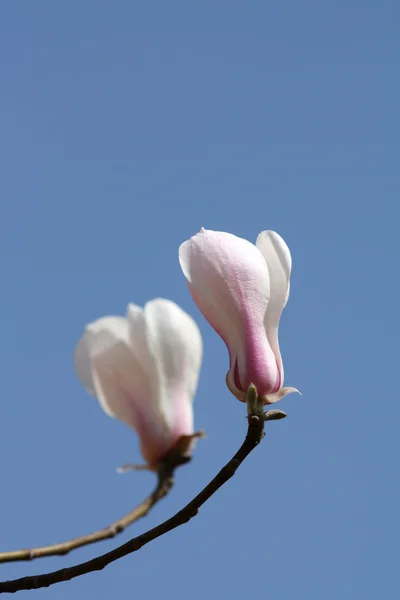 中国の早いばねに開花モクレンの花 — ストック写真