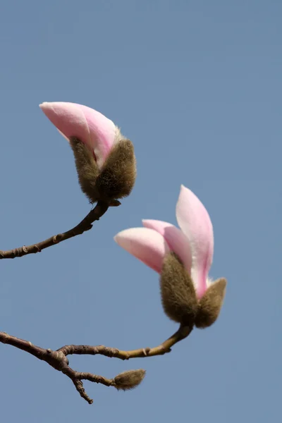 Kwiaty magnolii kwitnie wczesną wiosną w Chinach — Zdjęcie stockowe