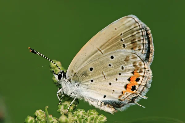 Schmetterling — Stockfoto