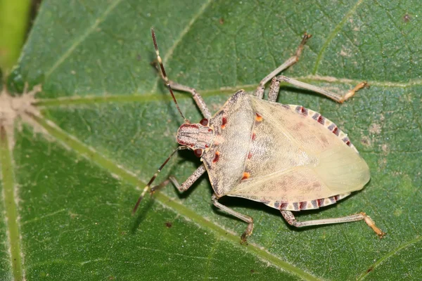 Stinkbug — стоковое фото