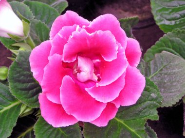 doğada gloxinia çiçekler