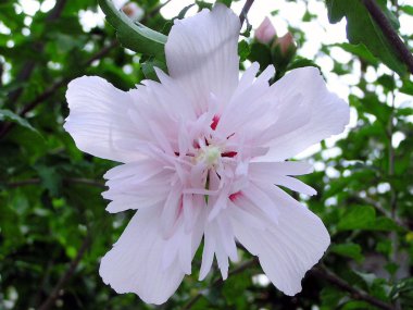 güzel hibiscus Çiçek Bahçe