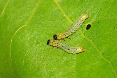 vahşi yaprak yiyen böcekler grupları