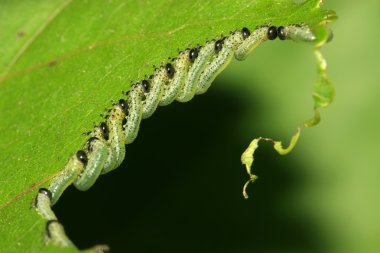 yaprak yiyen böcekler grupları
