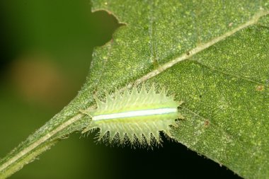 Lepidoptera üzerinde vahşi yaprak yeşil