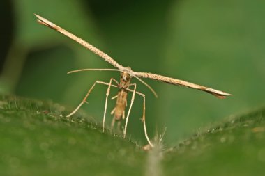 tatlı patates tüy güve