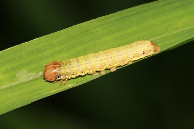 böcekler, tenthredinidae