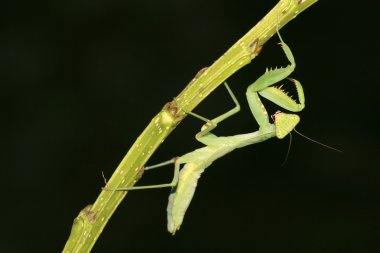 peygamber devesi