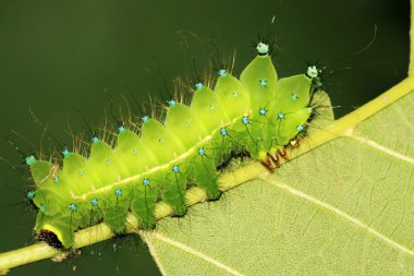 Yeşil Böcek larvası