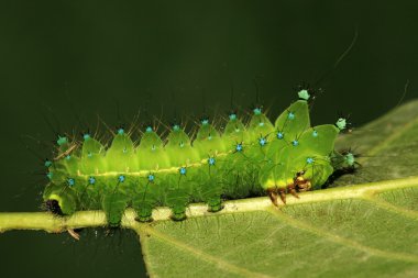 Yeşil Böcek larvası