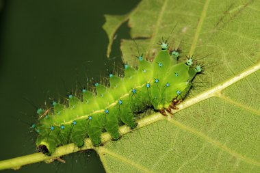 Yeşil Böcek larvası