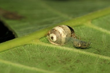 Spider yumurta kabuğu