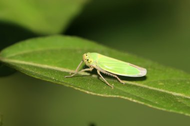 Leafhopper