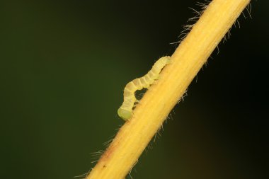 fasulye convolvuli