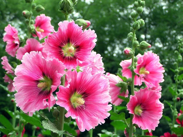 gülhatmi çiçekler