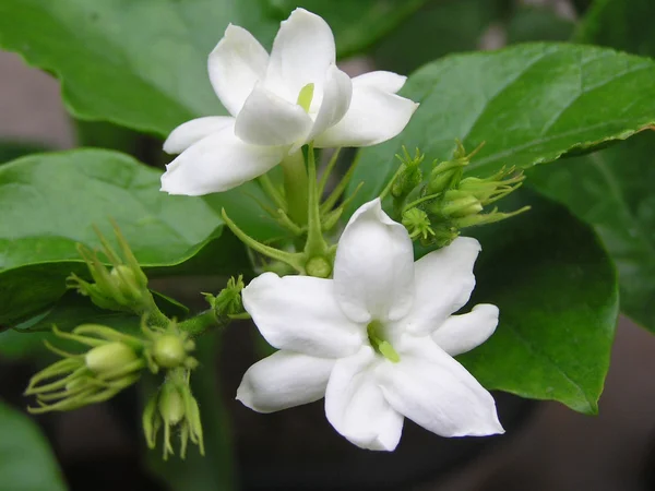 Flores de jasmim — Fotografia de Stock