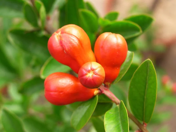 Pomegranate fruit in a botanical garden — Stock Photo, Image