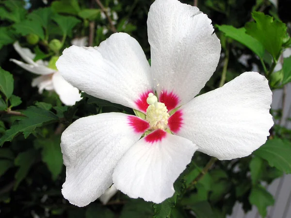 Beautiful hibiscus flowers in a garden — Stock Photo, Image