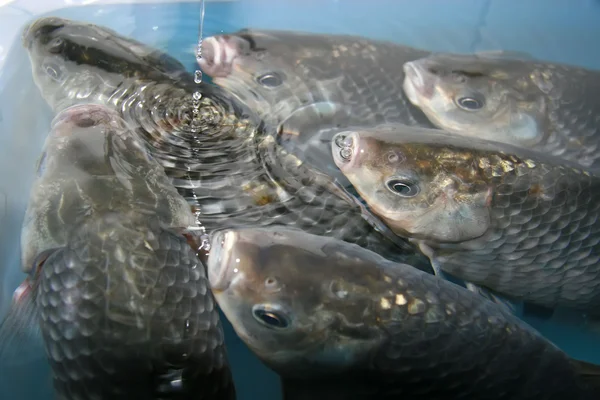 Carpa crucian nadando em uma piscina — Fotografia de Stock