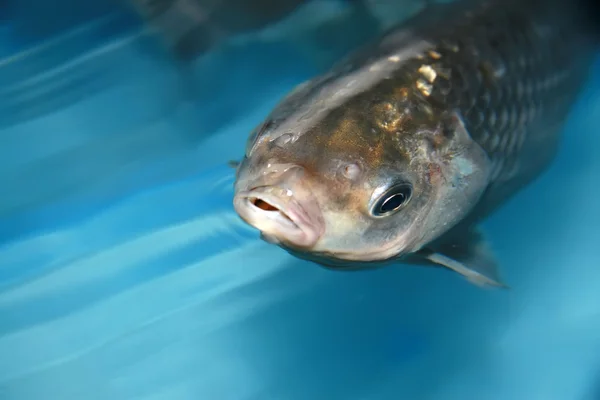 Carpa crucian nadando em uma piscina — Fotografia de Stock