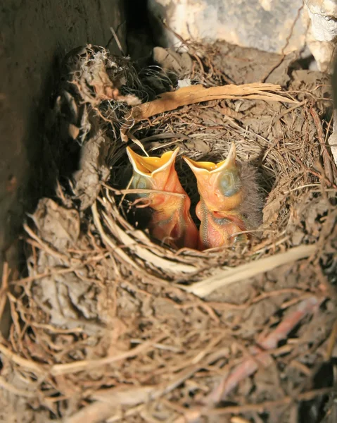 Red-tailed robin genesteld — Stockfoto