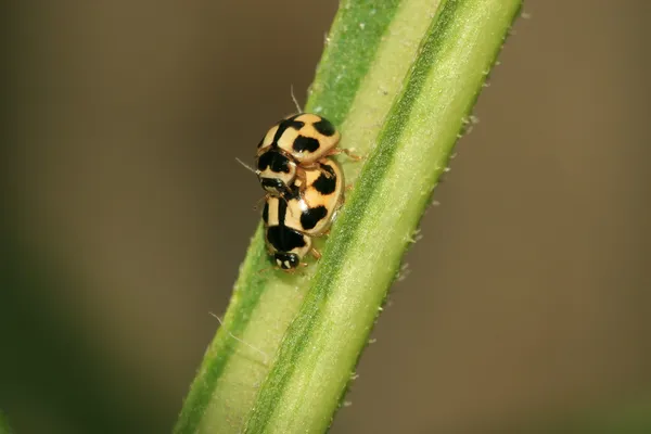 Joaninha na planta verde — Fotografia de Stock