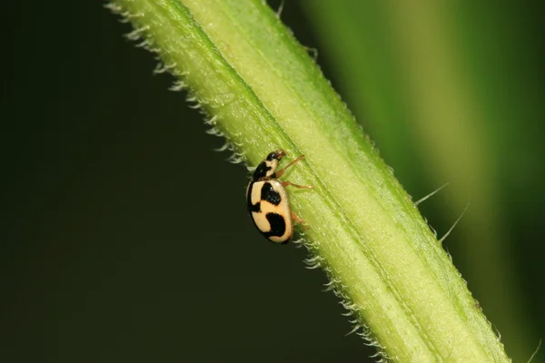 녹색 식물에 무당벌레 — 스톡 사진