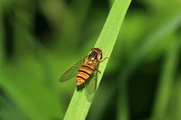 Syrphidae — Stock Photo, Image