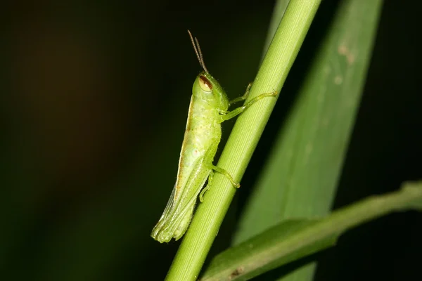 Locust on green plant in the wild — Stock Photo, Image