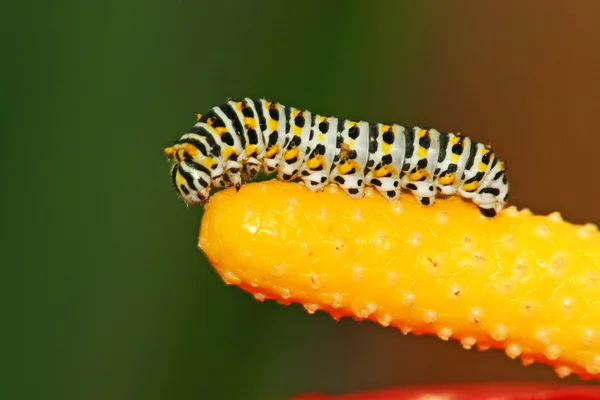 Έντομα στο πολύχρωμο φυτό στην άγρια φύση — Φωτογραφία Αρχείου