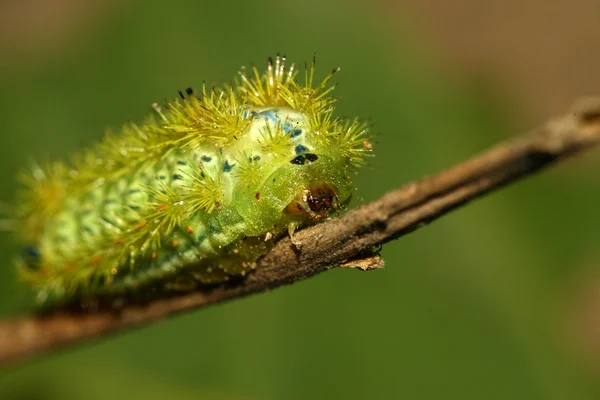 Lepidópteros en la naturaleza —  Fotos de Stock