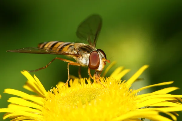 Syrphidae insecten — Stockfoto