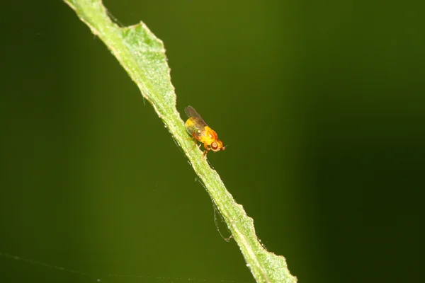 Insekter — Stockfoto