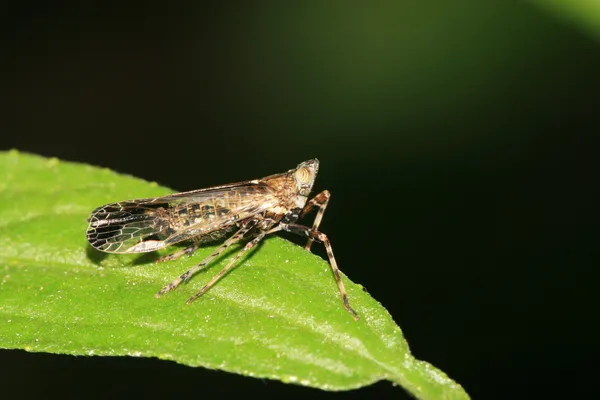 Insects — Stock Photo, Image