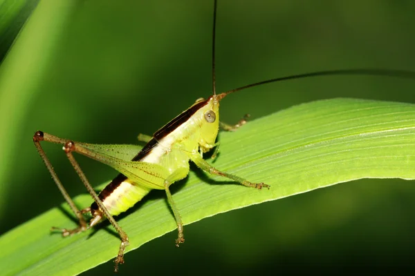 Insects — Stock Photo, Image