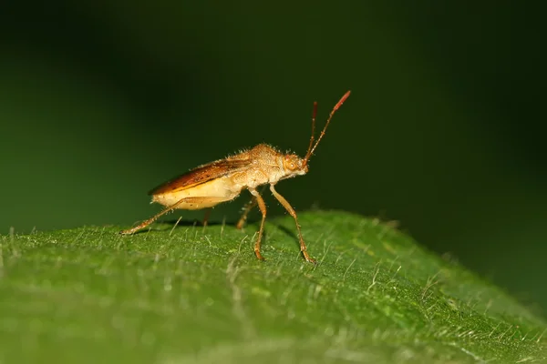 Stinkbug — стоковое фото