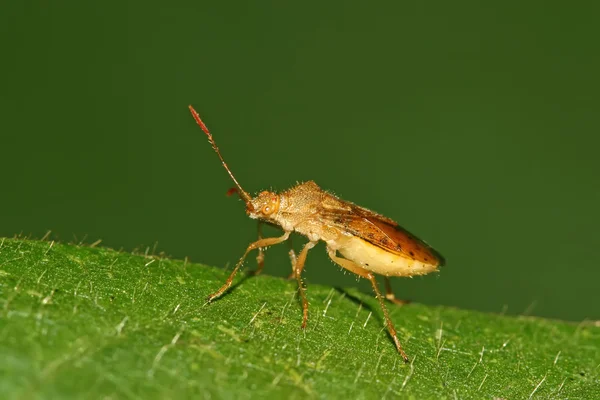 Stinkbug — стокове фото