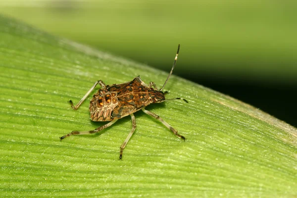 Cimice puzzolente — Foto Stock