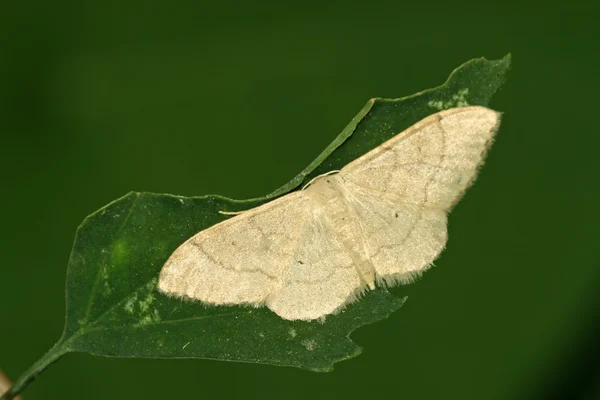 Insekter — Stockfoto