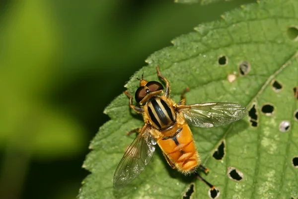 Syrphidae böcekler — Stok fotoğraf